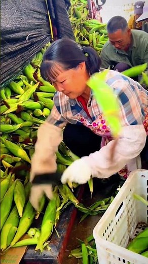 Incredible Woman’s Corn Skill: Watch Her Work!