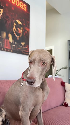 When the Kids’ Prank Turned the Maid into a Model #viralshort #dog #youtubeshorts