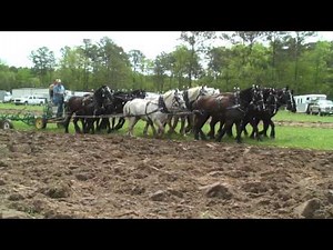North Carolina Work Horse and Mule Association