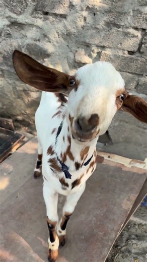 Goats Are Smarter Than You Think!#goat #animals #wildlife #nature