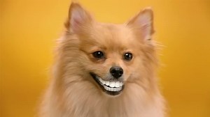 Doggy Dentures - PEDIGREE/DENTASTIX Commercial