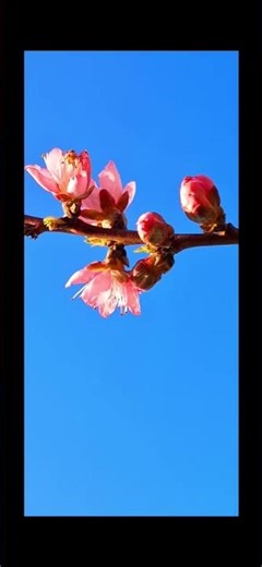 @-earth.plants-animals Prunus persica var.nuciperdica flos,nectarine flowers,lulet e nektarinës🍑