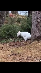 783K views · 6.3K reactions | Ce chien a eu peur de l’orage #dog #moments #animallover #animals #funny #doglife #dogoftheday #reelsviralシfb #comedy | Blackwolf and Ghost | Facebook