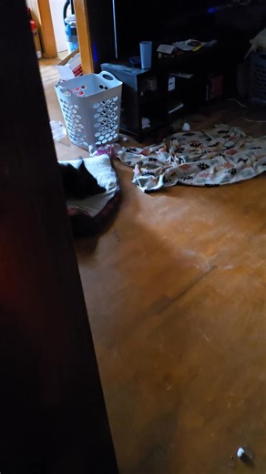 The tantrum my dog throws when she has to get a diaper put on 😂😂 | Dylan Duran