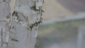 River Birch Tree XCU Tilt