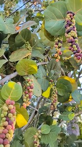 Presented by The Weeds and Seeds Guy Sea Grapes This appetizing fruit is rich in vitamins and minerals, and can be utilised as a superfood and is a perfect addition to any meal.😛 #international #gardening #healthy #colourful #theweedsandseedsguy Disclaimer This site offers information designed for educational purposes only. If you have any concerns or questions about your health, you should always consult a physician or other healthcare professional. | Caribbean Delights