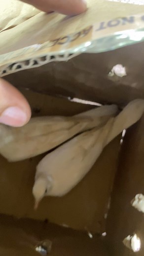 Unboxing #birdkeeper #dovebird #albino | Dan D'Ventures