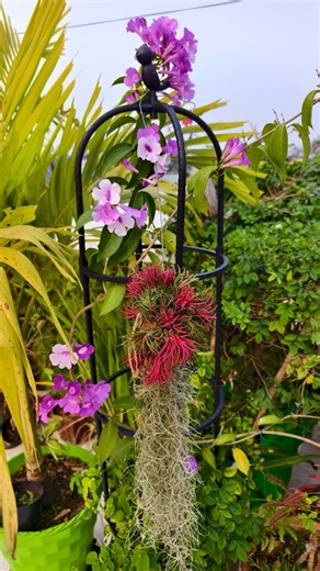 S Ghosh on Instagram: "🌬️ Air Plants That Don’t Need Soil! Meet this beautiful Air Plant (Tillandsia) cluster 🌿 No soil, no mess—just pure natural beauty for your home or garden. Perfect for desks, balconies, and gifting ✨ You can easily order this Tillandsia cluster from The Nursery Store. 💬 Comment PP or LINK to know more #airplant #tillandsia #airplantcluster #easycareplants #plantreels indoorgarden plantlovers thenurserystore uniqueplants lowmaintenanceplants"
