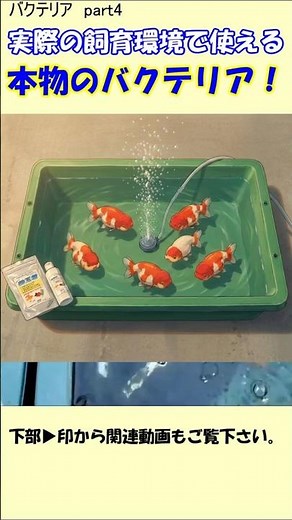 #Bacteria Part 4: Bacteria that are effective in actual breeding environments