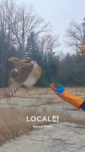 More than a month ago, this young Red-Tailed Hawk was found with a severe concussion and a ruptured air sac. After a month of healing, he was released back into the wild by the same MSP Houghton Lake Post troopers who rescued him. | WDIV Local 4 / ClickOnDetroit