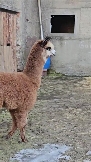 Hallo! Ich bin Sid - der Neue! Und schon waren sie zu dritt. Das erste Aufeinandertreffen lief sehr gut. Es dauerte nicht lange und sie waren nur noch im Dreier-Pack zusammen unterwegs. 🥰 @𝔏𝔞𝔲𝔯𝔞🫀 @Radi @philipp_hille2812 @Michelle