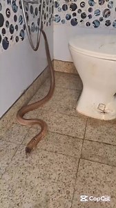 18K views · 163 reactions | Will you poop in this toilet for $5k #nature #india #poll | Sibi Steve | Facebook