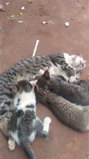 ever mother cat breastfeeding