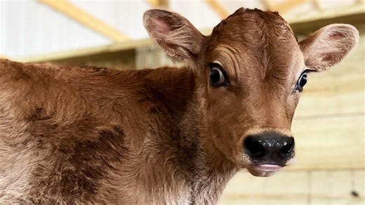 How we built a functional farm in just six months