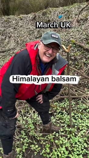 Himalayan balsam invasive weed alert