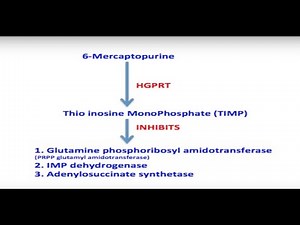 6 Mercaptopurine A Sample Question and Explanation