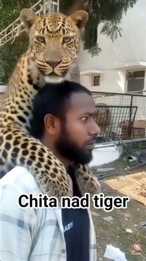 chita and tigar #animals #wildlife #leopard #tiger