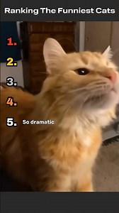 Ranking The Funniest Cats #funny #hilariousfails #cat #shorts #short #funnyvideos #catvideos