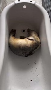Toad crab curled up for her afternoon snooze🐸💤 If you would like to support this sleeping beauty on her road to recovery she is available for adoption at www.sealrescueireland.org/product/adopt-seal/ 💕 #TidesofExploration🧭🌊#seal #wild #animalrescue #marineconservation | Seal Rescue Ireland