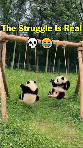 Pandas Discover Swings 😂🐼