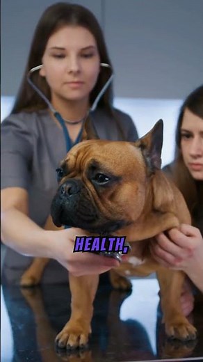 How To Start a Dog Breeding Business #dog #doglover #doglovers #dogbreedinginformation