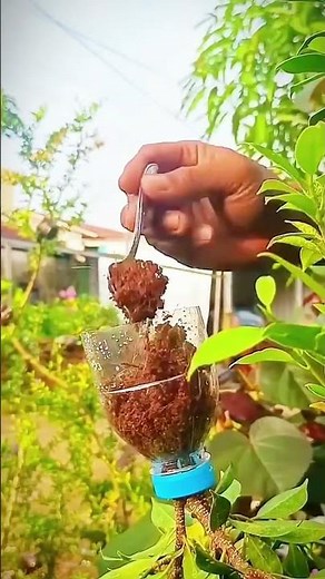ตอนไทรเกาหลี โดยใช้ขวดพลาสติก diy #ไทรเกาหลี #ตอนกิ่ง