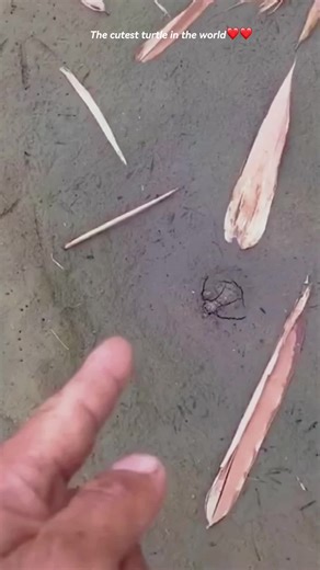 The Cutest Turtle in the World: Adorable Videos of Cute Turtles