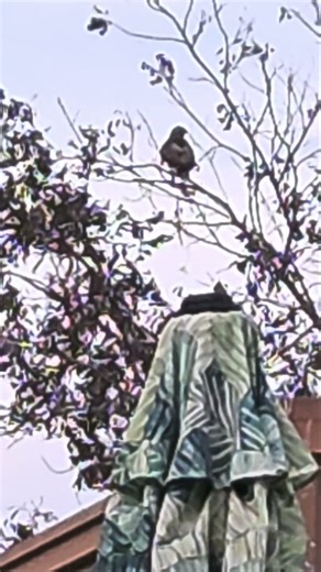 Arizona Harris Hawks: Masters of Teamwork in the Sky #arizona #phish #birds #harrishawk