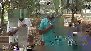 55K views · 1.7K reactions | Proper Distance between coconut trees for planting to get high yield. Disease control in coconut trees. #coconutfarming#coconut#coconutplantation | My Nature India Foundation | Facebook