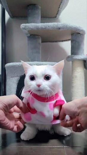 ミヌエット白猫の冬服スタイル