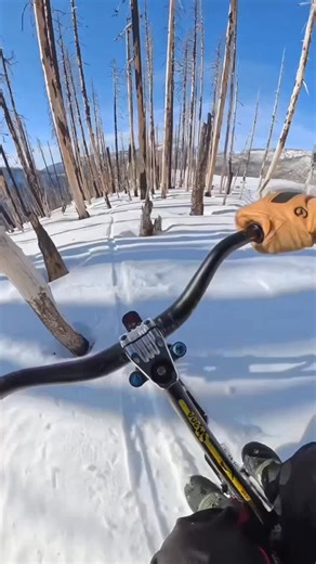 Daniel Behar on Instagram: "Daydreaming in Tahoe with my skibike friends! Filmed using @insta360 x5 and the chest mount from the snow bundle! get the snow bundle using code “Skibikes” with any purchase of an X series camera on the Insta360 website. #insta360snowchallenge #insta360"