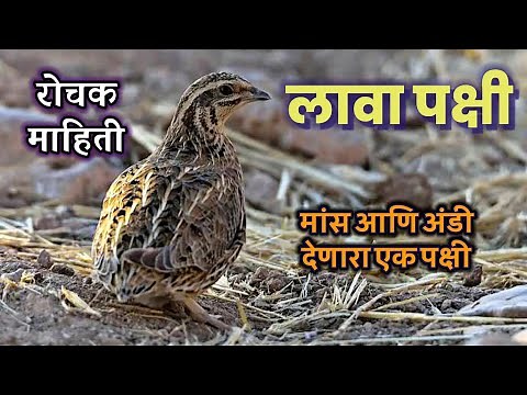 लावा पक्षी माहिती | lava pakshi chi mahiti