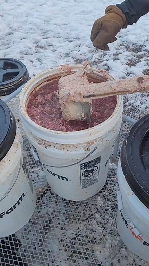 392K views · 1.4K reactions | The handlers feeding dogs after a full day of running sled dogs. Sled dogs have different diet requirements than your normal pets. It's heavy on protein and fat in raw format so none of the nutrients are lost through cooking. #workingdogs #mushing #alaskanhusky | Endurance Kennels LLC | Facebook