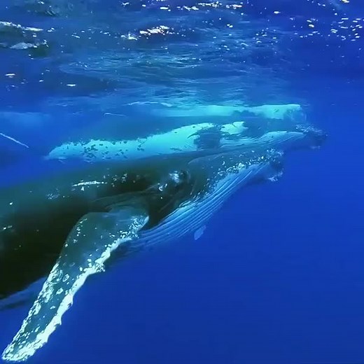 🔉 SOUND ON 🔉 Just us casually dreaming of diving with humpbacks on a Wednesday... 😍 📹: IG user 'bluelifewild' in Moorea, French Polynesia. | PADI