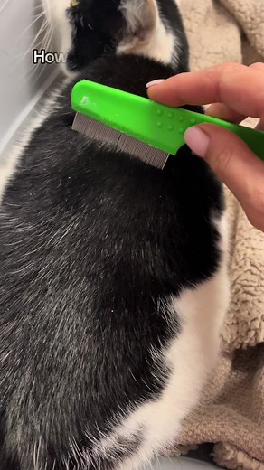 Effective Ways to Check Cats for Fleas