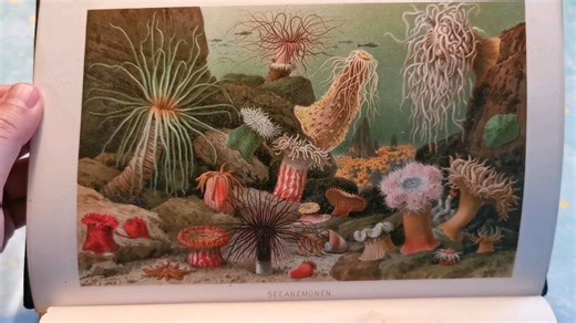 欣赏下 130 年前的德国经典动物学教材 Brehms Tierleben （布氏动物世界）