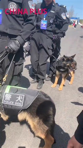 105K views · 311 reactions | The new patrol method for police dog Fu Sir is to be carried nearly everywhere by an officer and spend a relaxed working day. #FunChina #EcoCivilization #EcoFuture #foryou | China Plus Culture | Facebook