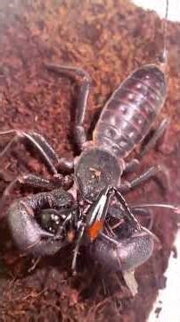 #Flies #MacroPhotography #NatureShorts