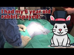 I had my 6 year old rabbit spayed & I was there for the whole process!