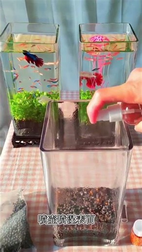 Setting up my new betta fish tank.