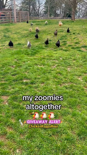 71K views · 588 reactions | Zoomie REMIX (Frankie’s version)...