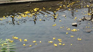 Ducks fly: 4th annual Domestic Violence intervention's Rubber Duck Derby returns Sept. 28