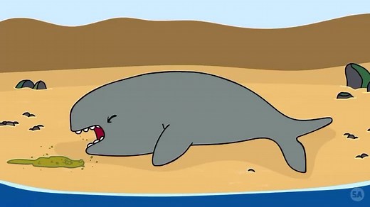 Hilarious Sminky Shorts Comedy from Ireland