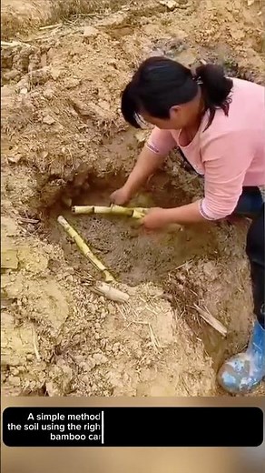 Proper Bamboo Planting Technique | Easy & Fast Growing!