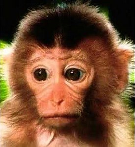 Mesopithecus Hoot 🐒 🔊