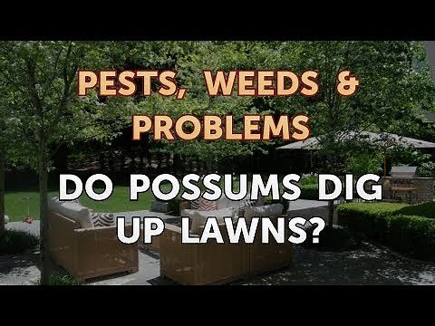 Do Possums Dig Up Lawns?