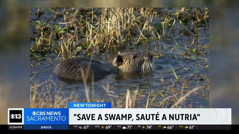 Save a swamp, sauté a nutria