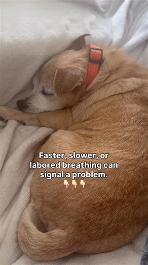@theprecioushearts on Instagram: "Breaths per minute (BPM) is one of the simplest and most useful things you can monitor if your dog has heart disease — or is at risk for it. Changes in breathing often show up before obvious symptoms, which is why tracking BPM matters. What you’re watching for: A dog at rest should breathe calmly, without effort. When breathing becomes faster, shallow, or visibly strained, it can indicate fluid beginning to build in the lungs. Consistent warning signs include: –