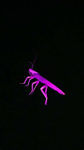 rainbow roach dance