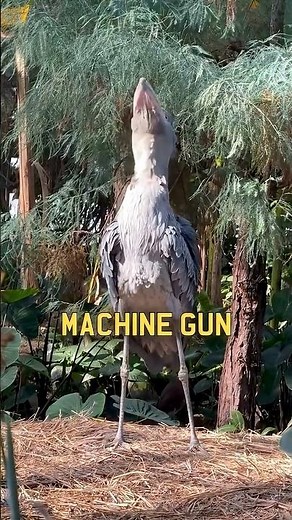 This Bird Sounds Like a Machine Gun 😳 #animals #wildlife #learn